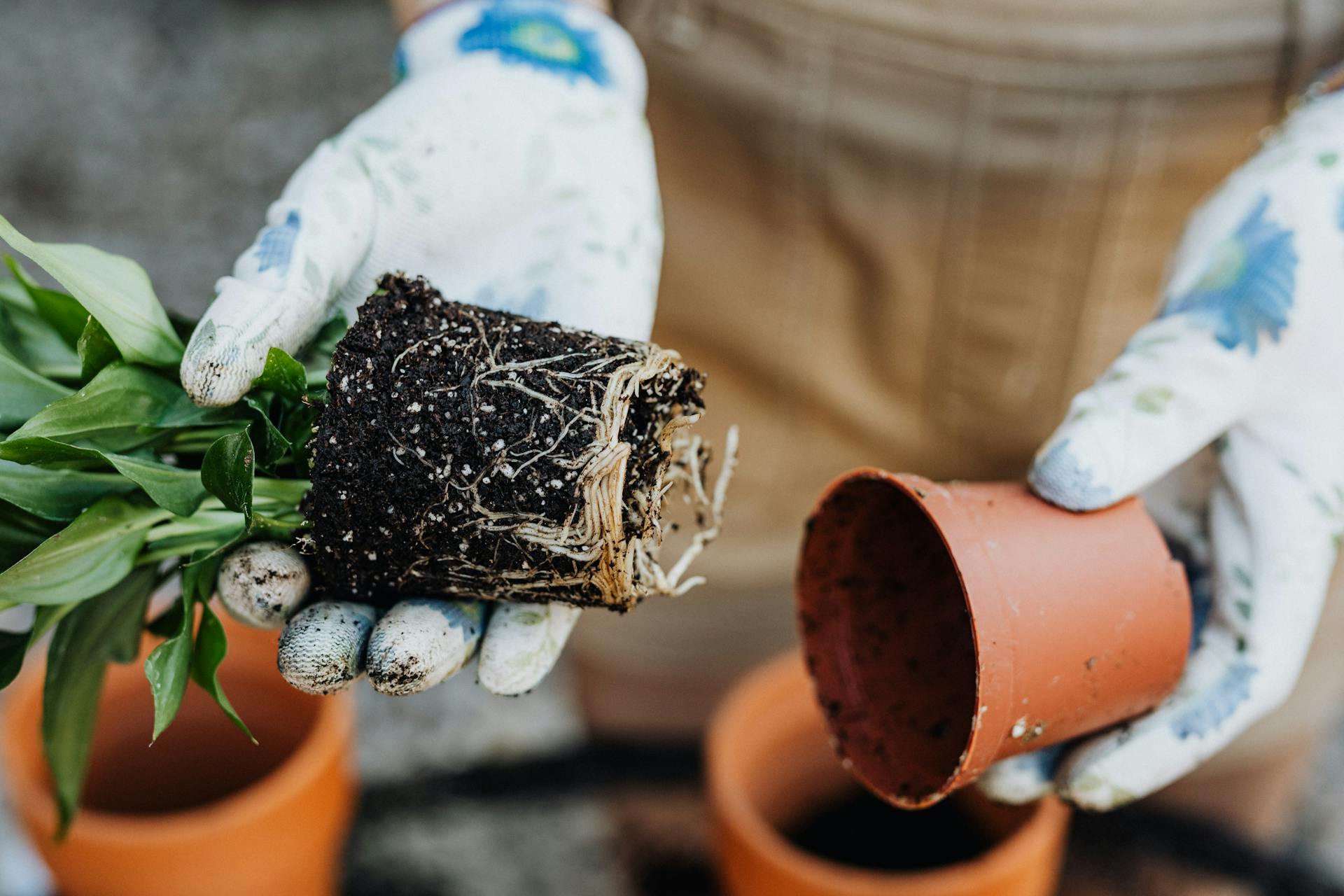 person re-potting plant